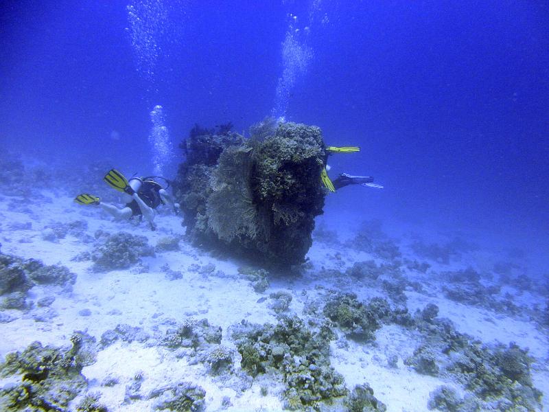 DSC07209c_Siyul_Kebir.jpg - Patate à Siyul Kebir