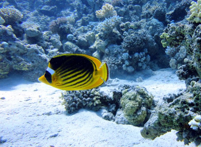 DSC07216b_papillon_tabac.jpg - Poisson papillon tabac