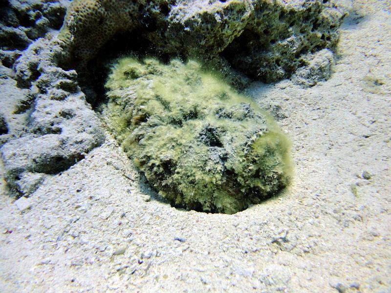 DSC07219b_poisson_pierre_arabe.jpg - Poisson pierre arabe