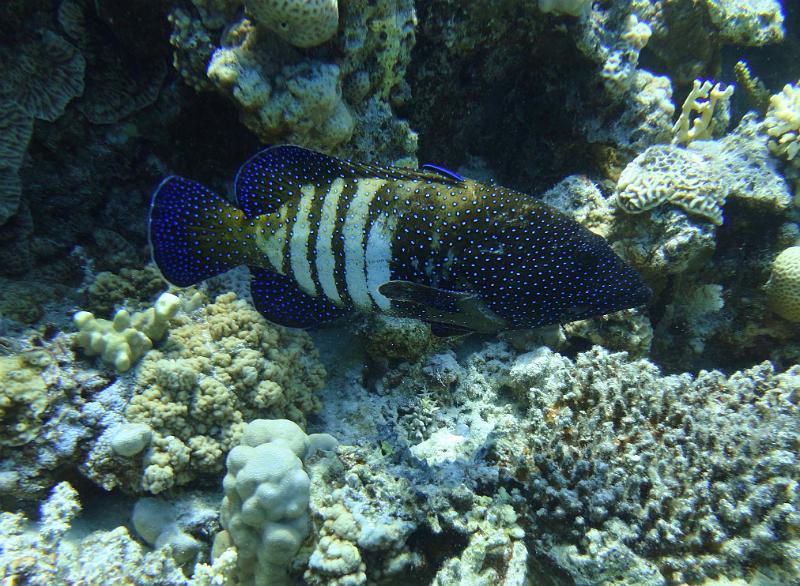 DSC07240d_merou_paon.jpg - Mérou paon