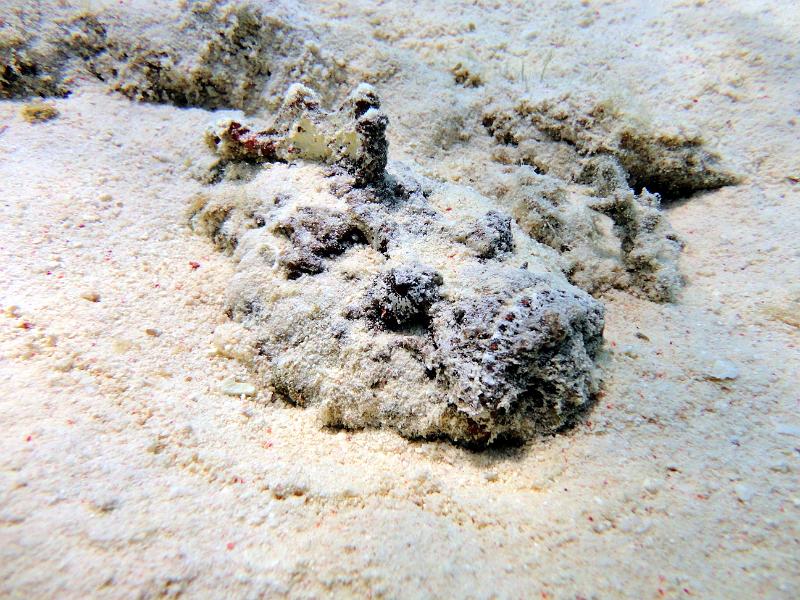 DSC07345b_poisson_pierre.jpg - Poisson pierre