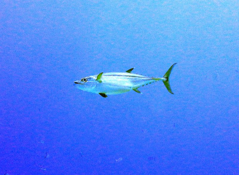 DSC07368b_thon.jpg - Thon