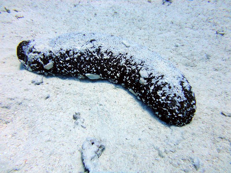 DSC07375b_holothurie_noire.jpg - Holothurie noire