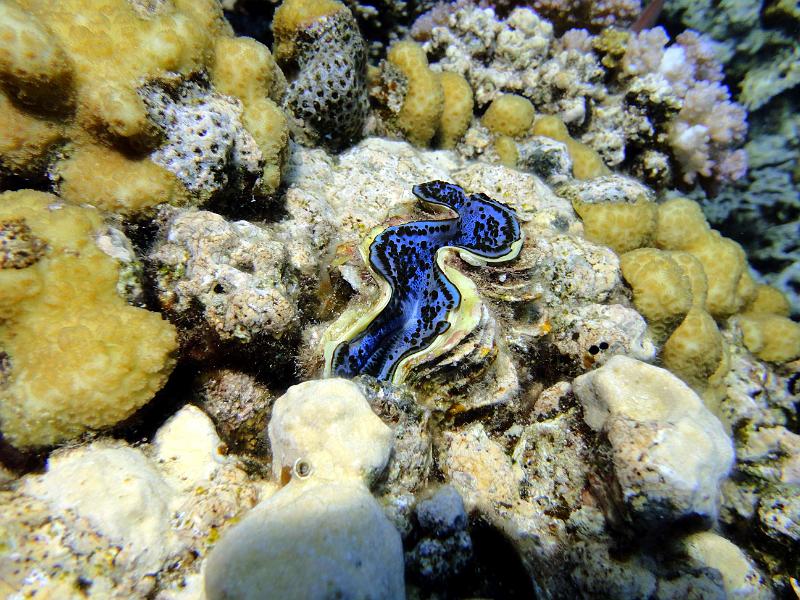 DSC07385b_benitier.jpg - Bénitier