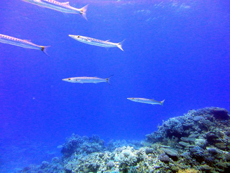 DSC07406b_barracudas.jpg - Barracudas