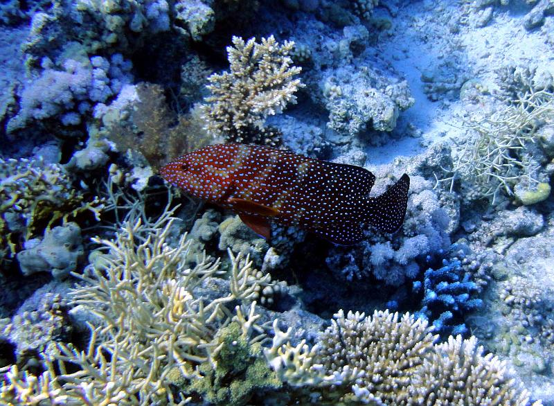 DSC07418b_merou_a_points_bleus.jpg - Mérou à points bleus