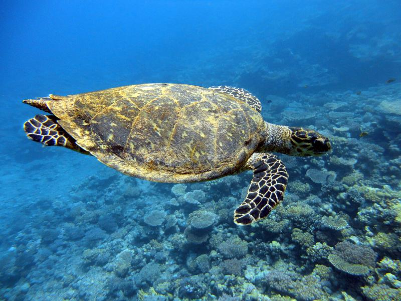 DSC07436b_tortue_imbriquee.jpg - Tortue imbriquée