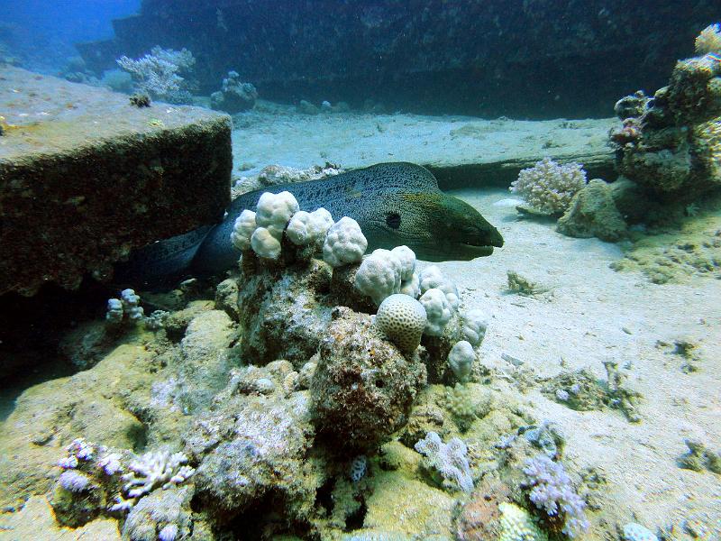 DSC07458b_mure_Java_geante.jpg - Murène de Java géante sur épave Ghianis "D"