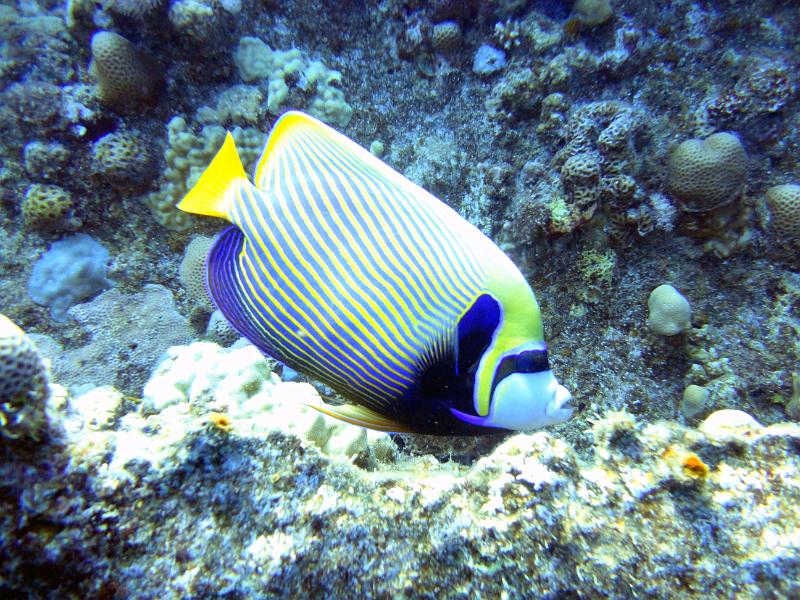 DSC07489b_Ange_empereur.jpg - Poisson ange empereur