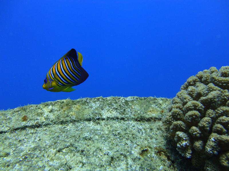 DSC07518_ange_royal.JPG - Poisson ange royal