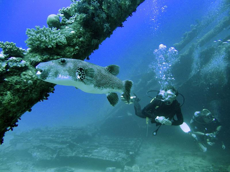 DSC07555b_tetrodon_etoile_Cecile_vincent.jpg - Tétrodon étoilé avec Cécile et Vincent