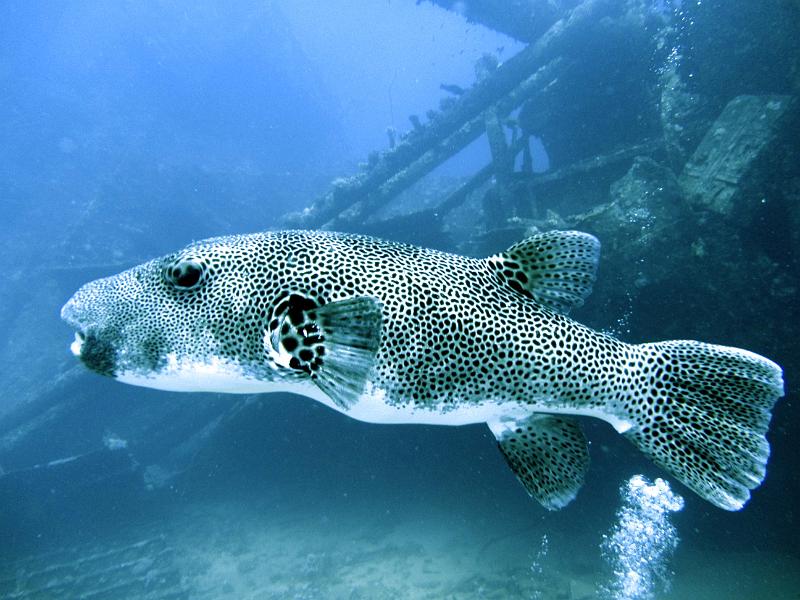 DSC07559b_tetrodon_etoile.jpg - Tétrodon étoilé