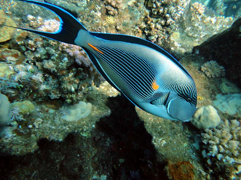 DSC07603b_Chirurgien_zebre.jpg - Poisson chirurgien zébré