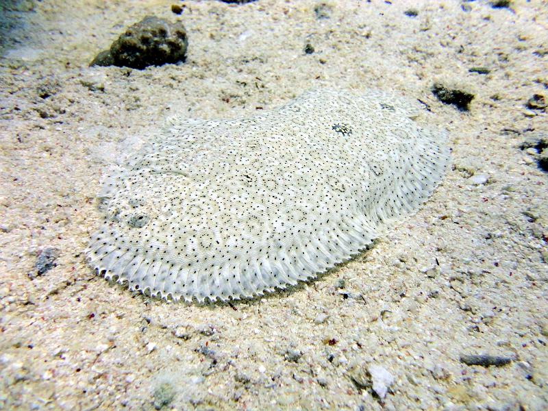 DSC07615b_sole_de_lait.jpg - Sole de lait