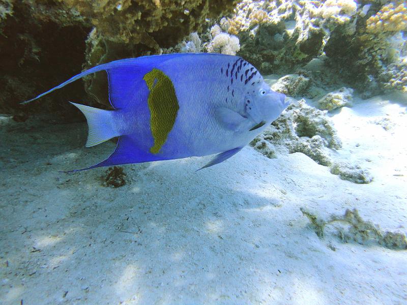 DSC07632b_Ange_Geographe.jpg - Poisson ange géographe