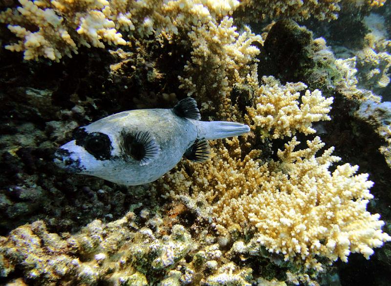 DSC07638c_globe_masque.jpg - Poisson globe masqué