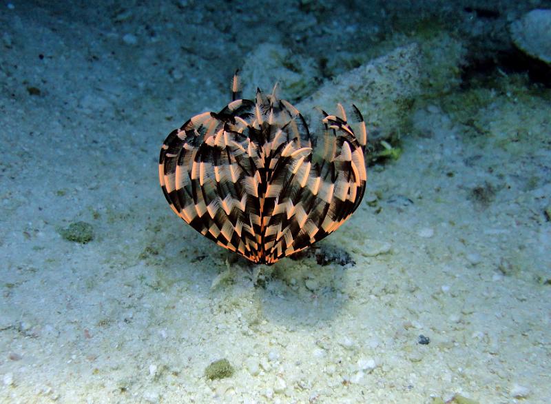 DSC07649b_Sabelle.jpg - Ver sabelle