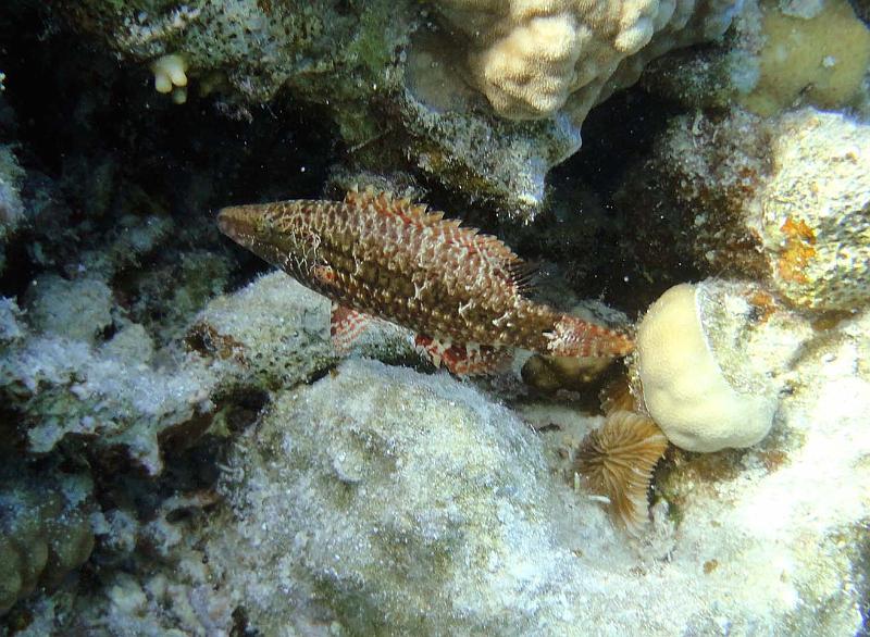 DSC07706b_labre_a_une_bande_juvenil.jpg - Labre à une bande juvénil