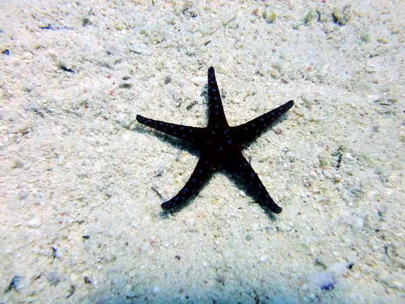 DSC07724b_etoile_de_mer.jpg - Etoile de mer