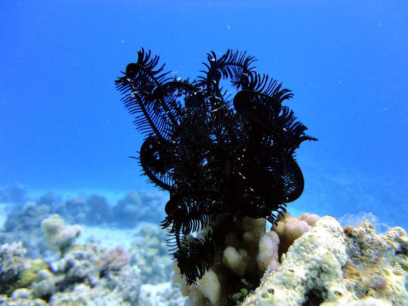 DSC07728b_comatule_dents_de_scie.jpg - Comatule dents de scie