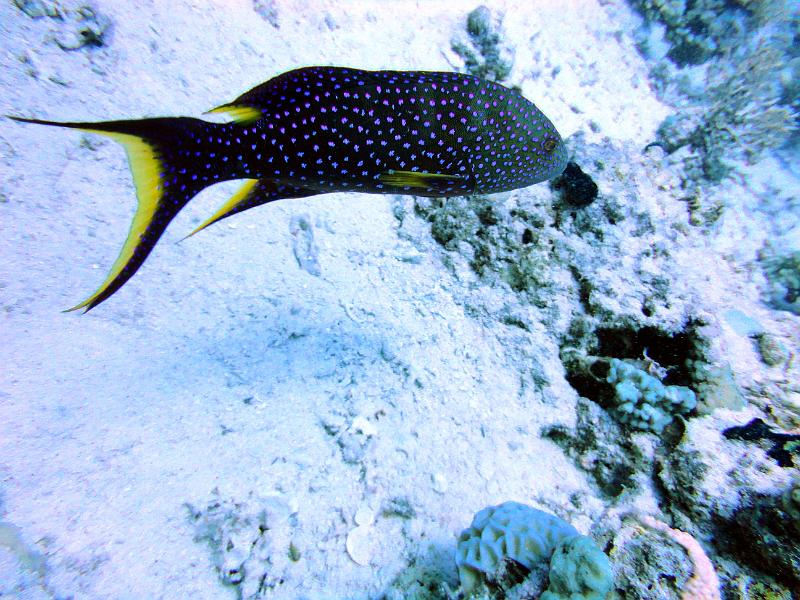 DSC07737b_merou_croissant_queue_jaune.jpg - Mérou croissant à queue jaune