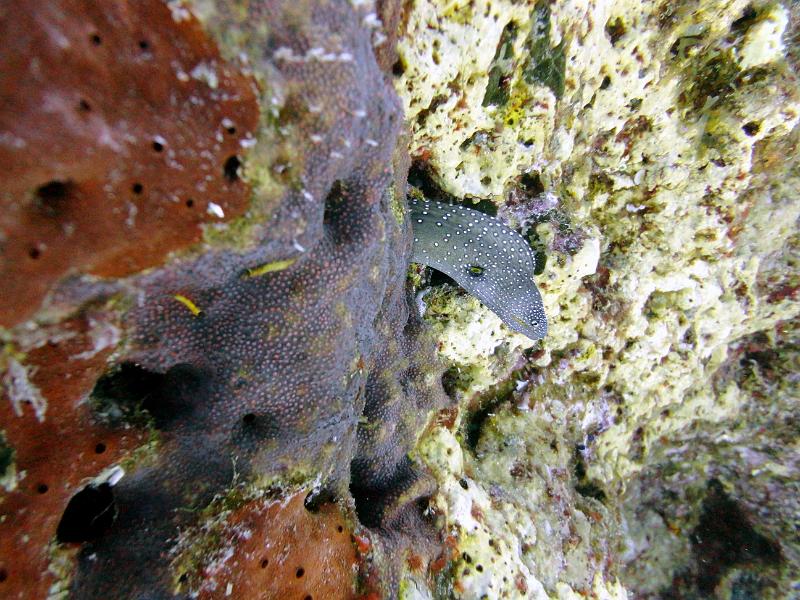 DSC07746b_murene_gueule_jaune.jpg - Murène à gueule jaune