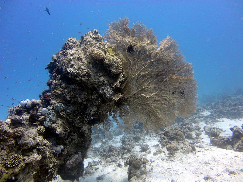 DSC07774b_siyul_kebir.jpg - Patate avec gorgone à Siyul Kebir