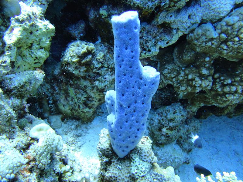 DSC07781_eponge_tubulaire.JPG - Eponge tubulaire bleu