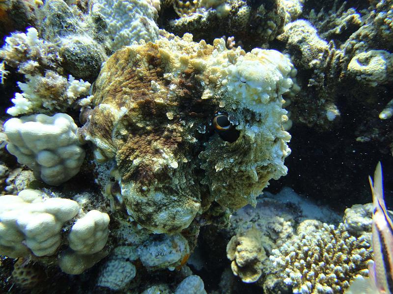 DSC07794_poulpe.jpg - Poulpe