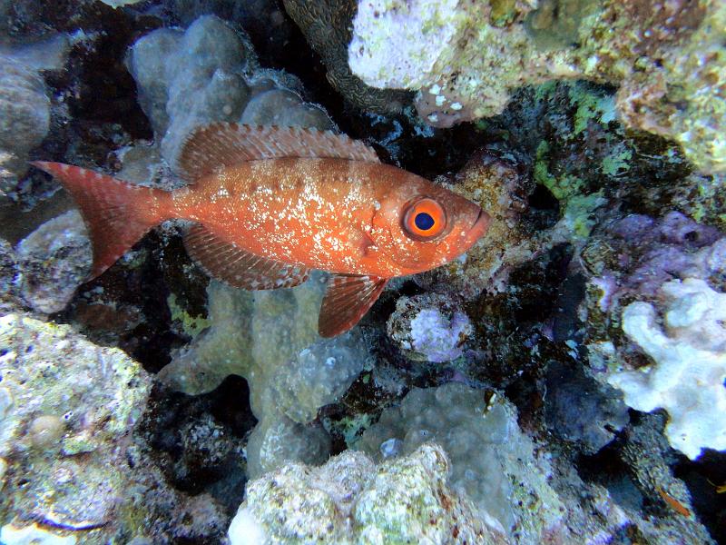 DSC07801b_beauclaire_lanterne.jpg - Beauclaire lanterne