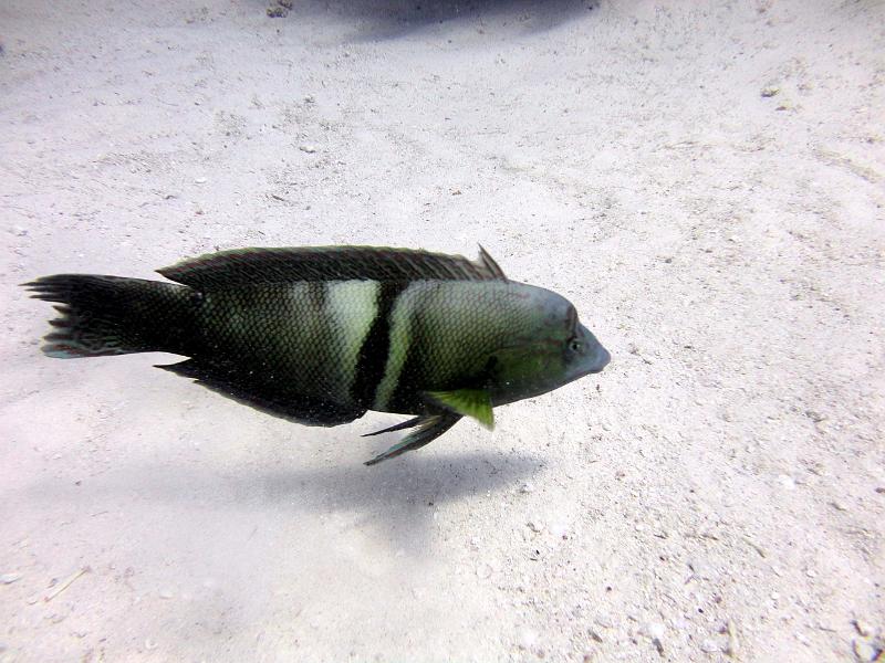 DSC07833b_labre_clown.jpg - Labre clown