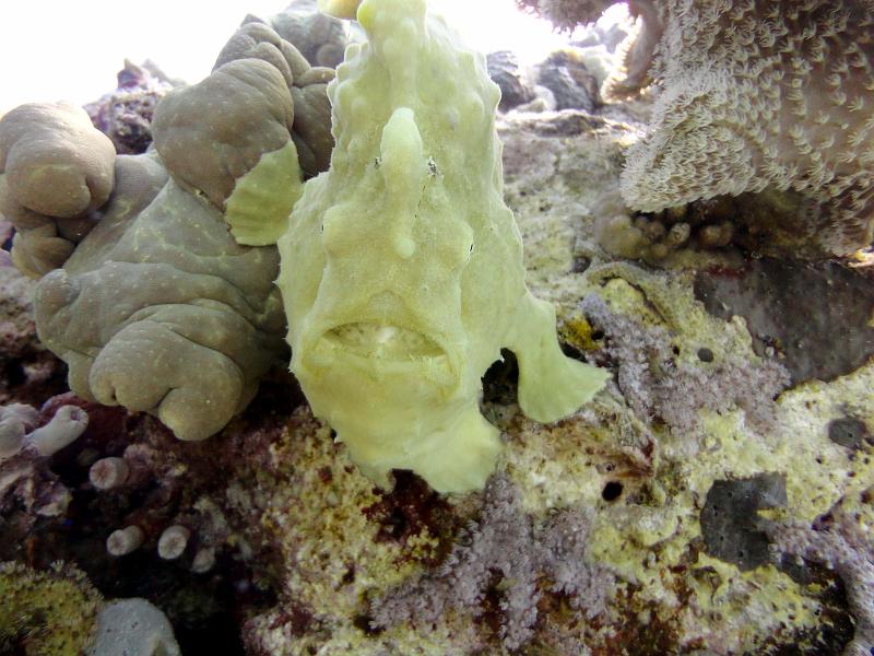 DSC07838c_antennaire_ocelles.jpg - Antennaire à ocelles - poisson grenouille