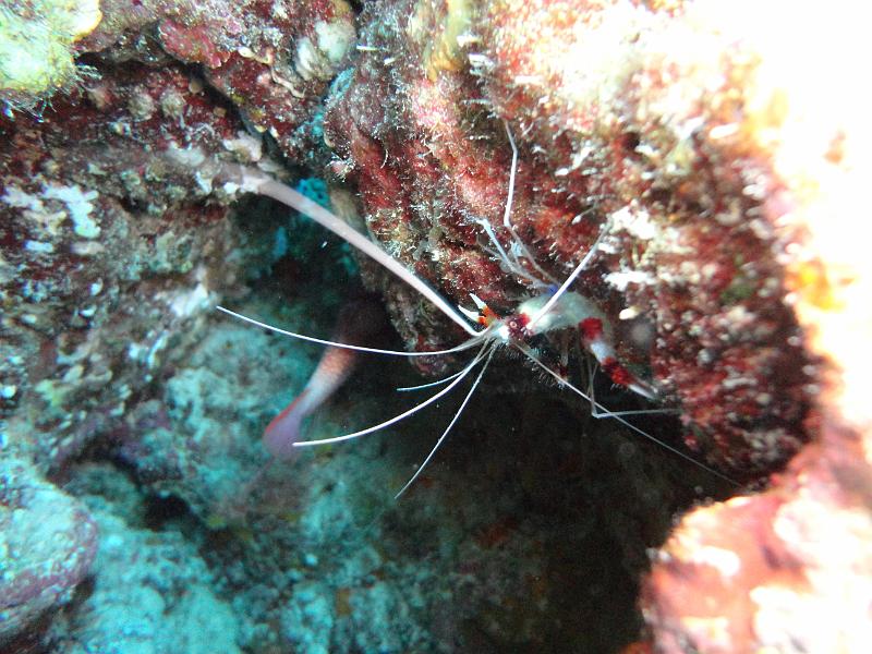 DSC07844_crevette_nettoyeuse.JPG - Crevette nettoyeuse