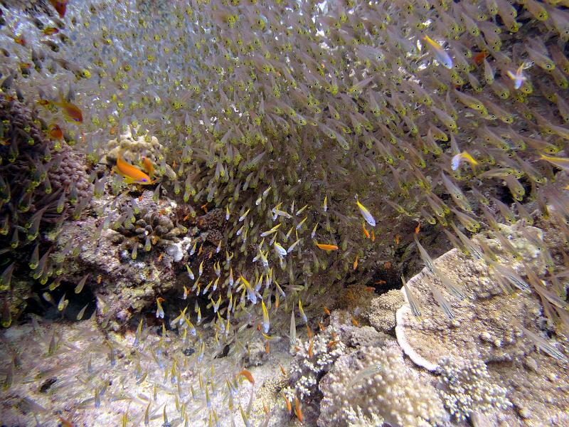 DSC07853b_glasfish.jpg - Glassfish - poissons hachette nain