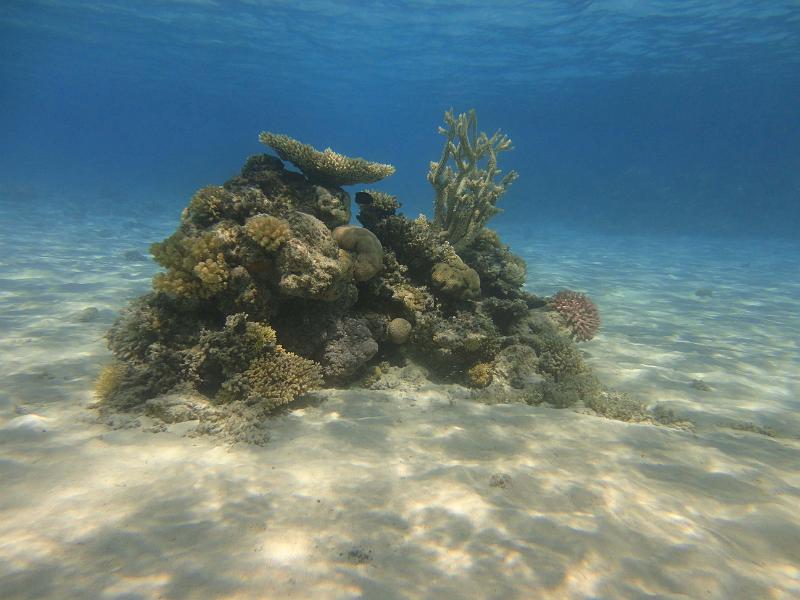 DSC07889_Siyul_El_Gilwa.jpg - Patate dans le petit lagon à Siyul El Gilwa