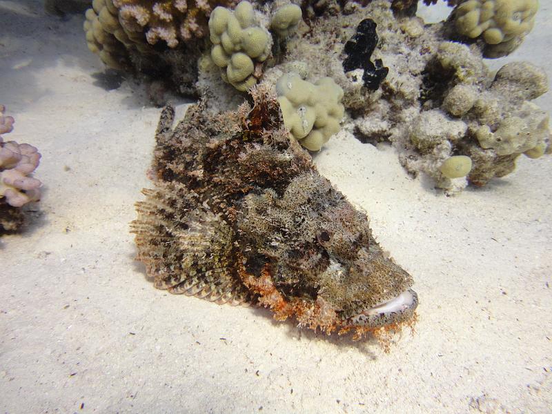 DSC07902_Scorpion_tete_plate.JPG - Poisson scorpion à houppes / tête plate