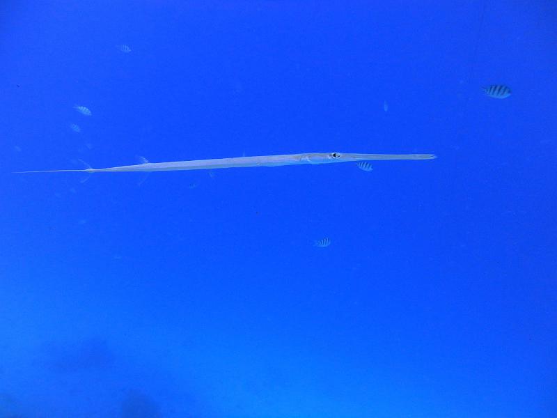 DSC07916b_flute.jpg - Poisson flûte