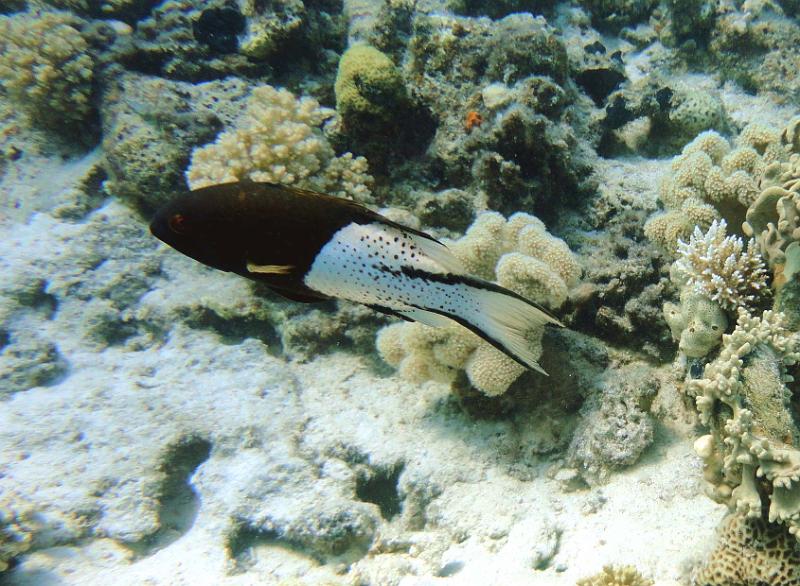 DSC07921b_labre_cochon_lyre.jpg - Labre cochon lyre