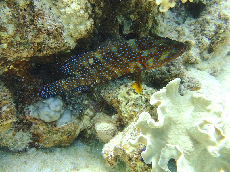 DSC07933b_merou_points_bleus.jpg - Mérou à points bleus