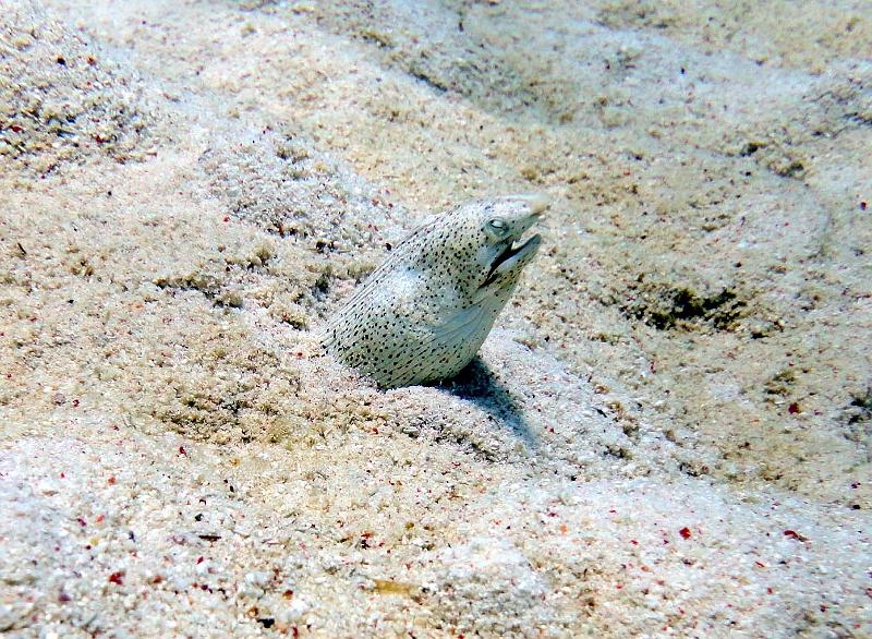 DSC07958b_anguille_serpent_marbre.jpg - Anguille serpent
