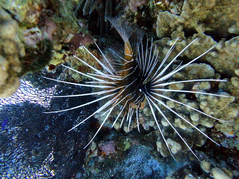 DSC07969_Pterois_Rascasse_volante.jpg - Pterois - Rascasse volante / poisson lion