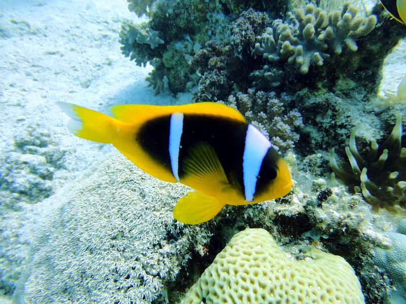 DSC07980b_clown_de_Clark_Amphiprion_clarkii.jpg - Poisson clown de Clark (Némo) / Amphiprion