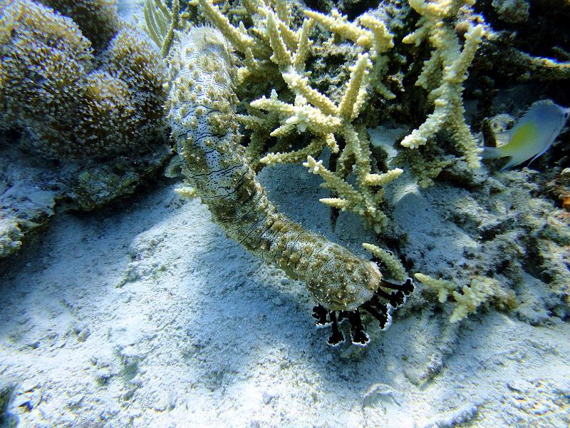 DSC07987b_holothurie_rayee.jpg - Holothurie rayée