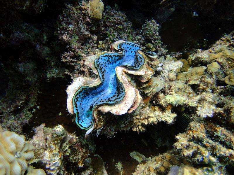 DSC07988b_benitier.jpg - Bénitier