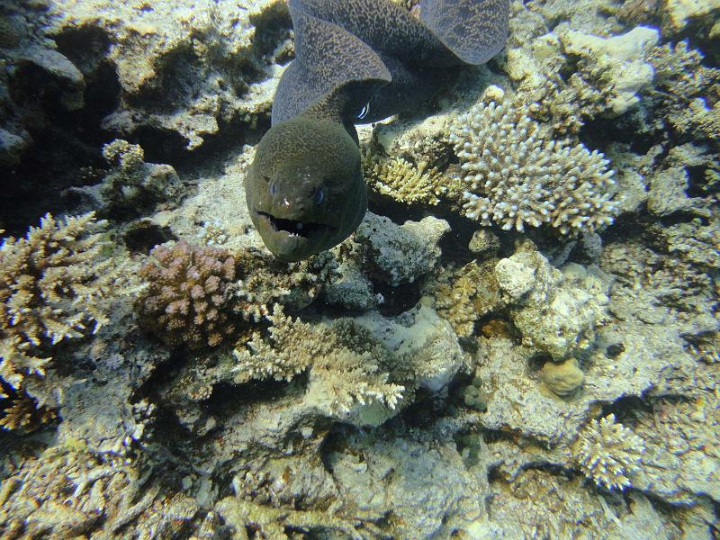 DSC07995b_murene_javanaise_geante.jpg - Murène javanaise géante en pleine eau qui se dirige droit sur moi