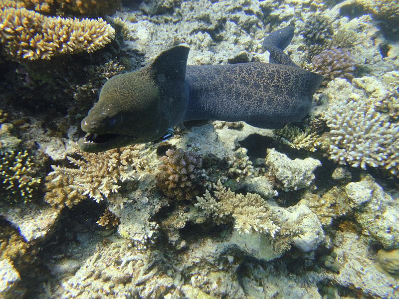 DSC07996b_murene_javanaise_geante.jpg - Murène javanaise géante en pleine eau qui s'arrête juste devant moi