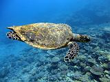DSC07436b_tortue_imbriquee