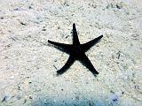 DSC07724b_etoile_de_mer