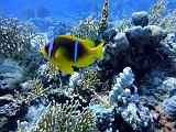 DSC07734b_clown_de_Clark_amphiprion