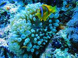 DSC07758c_clown_de_Clark_amphiprion